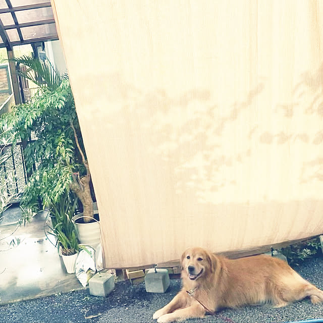 kimkimさんの実例写真