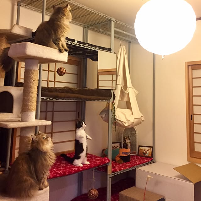 butachanさんの実例写真