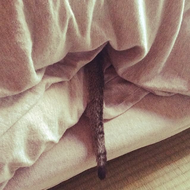 miikoさんの実例写真