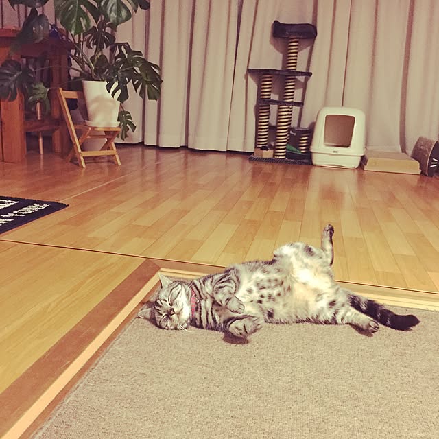 hiyupan88さんの実例写真