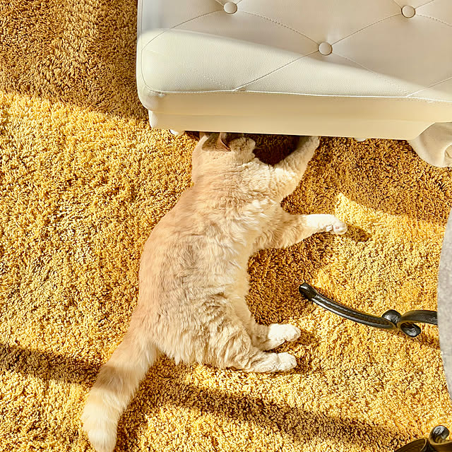 naokoさんの実例写真