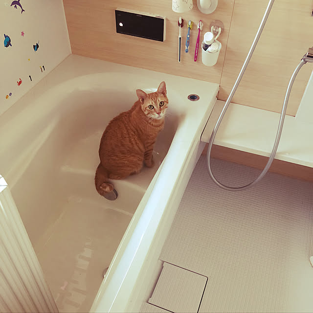 バス/トイレ/おふろ掃除！/いいね！ありがとうございます♪/ねこのいる風景/ねこのいる日常...などのインテリア実例 - 2018-06-26 13:02:56