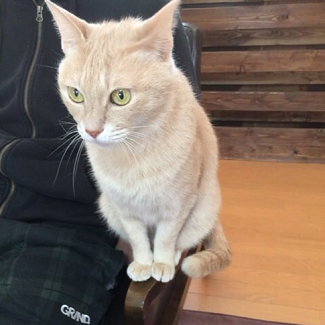 mikan161さんの実例写真