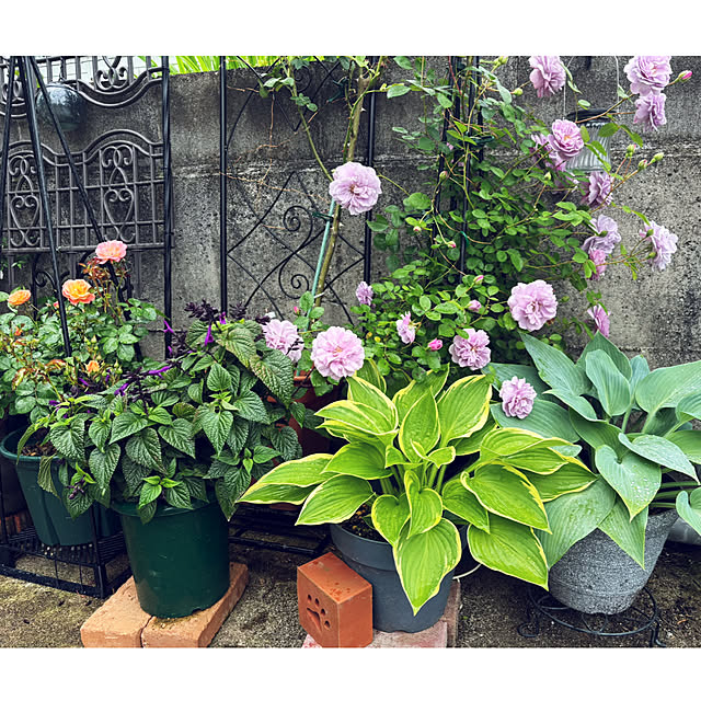 CoCo0617さんの部屋