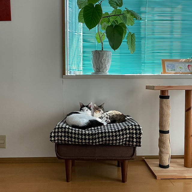 nobikoさんの部屋