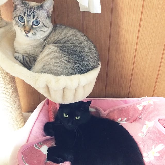 Kaoriさんの実例写真