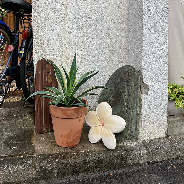 mayuppeさんの実例写真