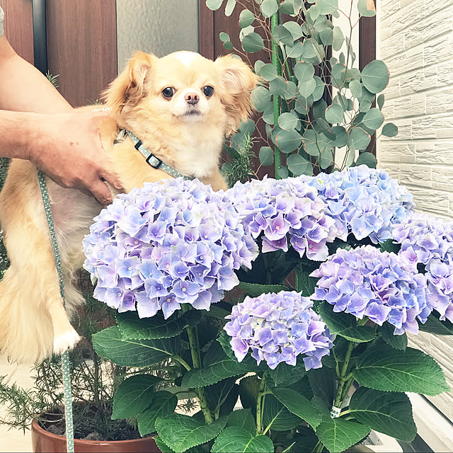 nanahahaさんの実例写真