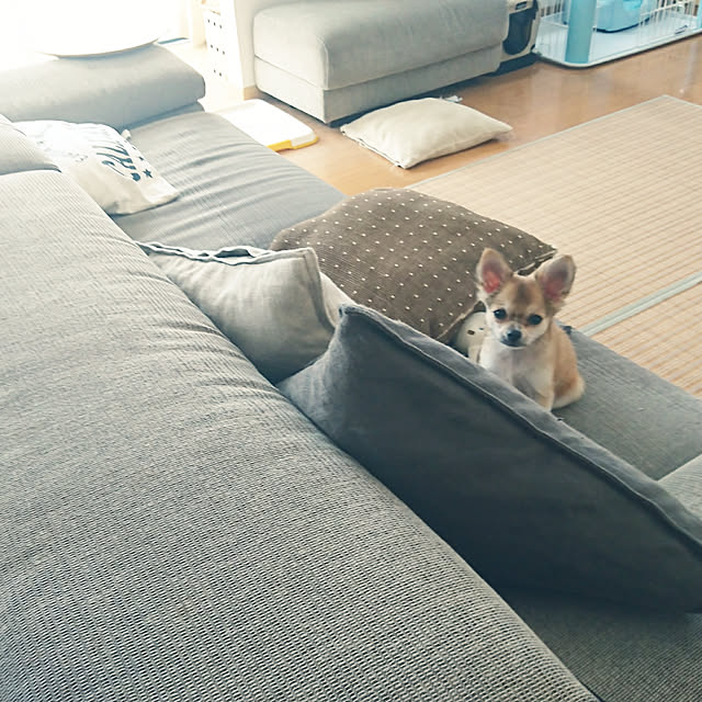nattimomoさんの実例写真