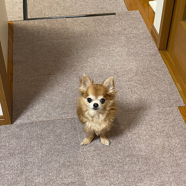 koroさんの実例写真