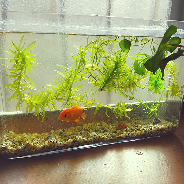 壁/天井/金魚/アクアリウム/水換え/休日の朝...などのインテリア実例 - 2022-01-08 14:15:10