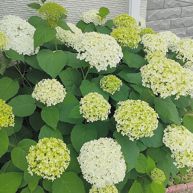 玄関/入り口/花/庭/アナベル/紫陽花のインテリア実例 - 2025-06-09 16:42:49