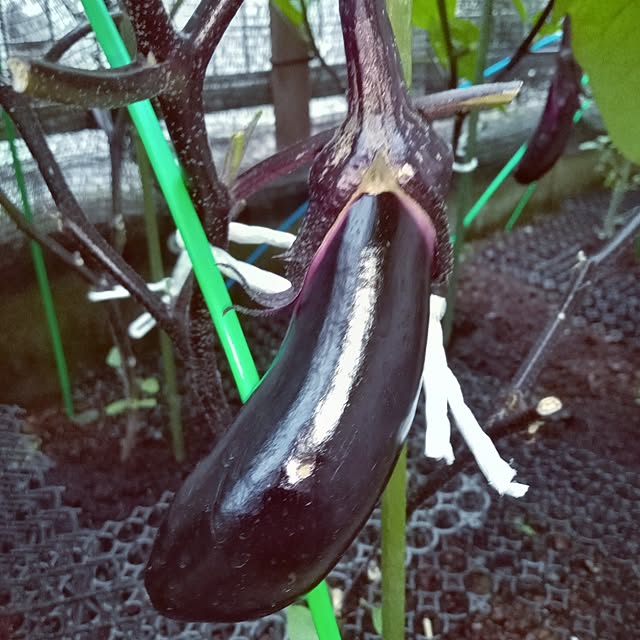 mocomocoさんの部屋