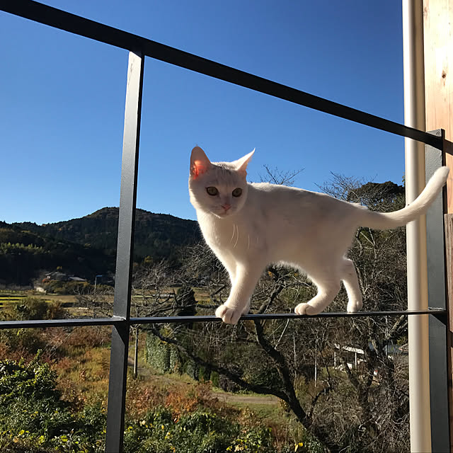 sakurasakuさんの実例写真