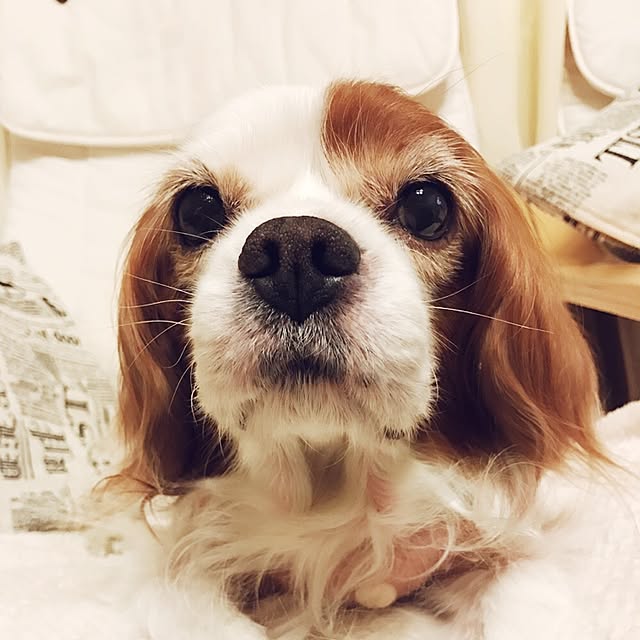 canmilmamaさんの実例写真