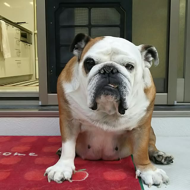 panchobiさんの実例写真