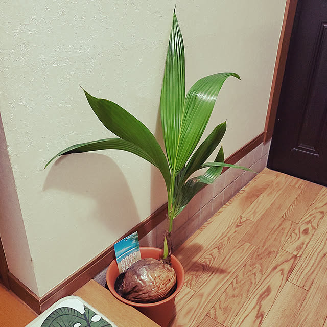 yumiさんの実例写真