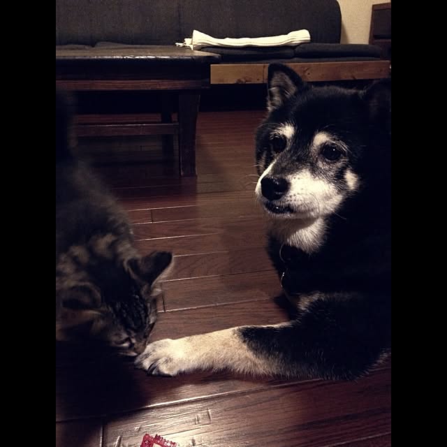 jnkaiさんの実例写真