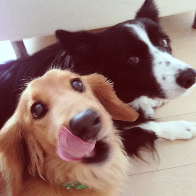 SterNさんの実例写真