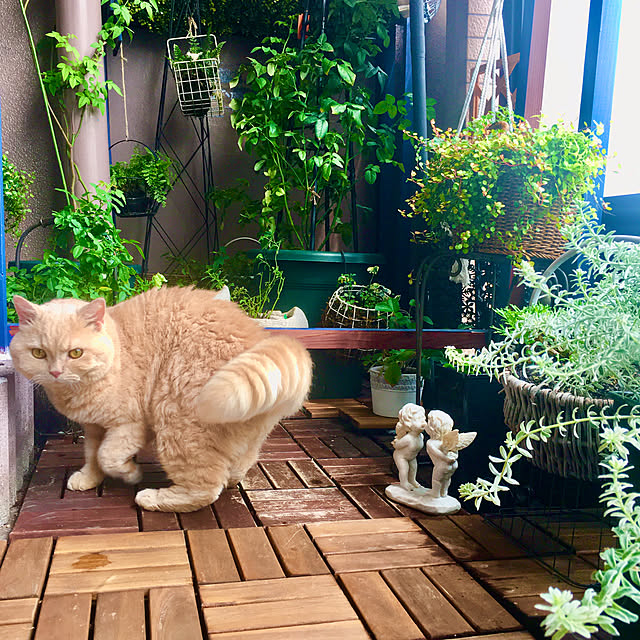 naokoさんの実例写真