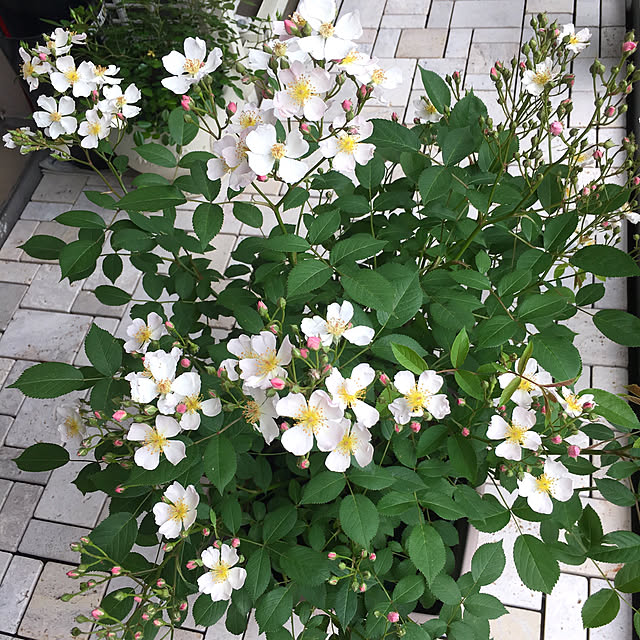 MELOさんの実例写真