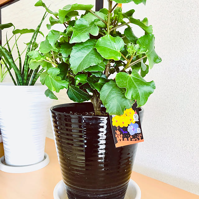 hanachanさんの部屋