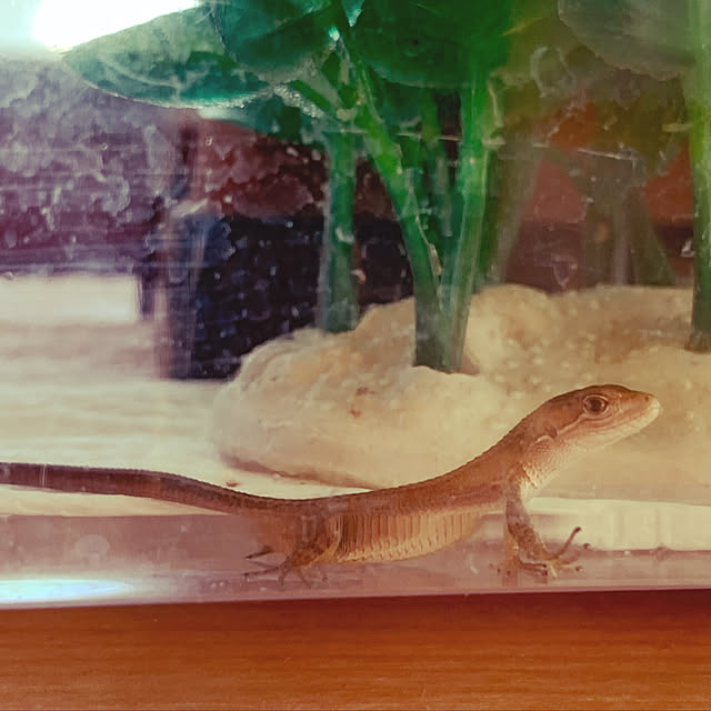 hさんの実例写真