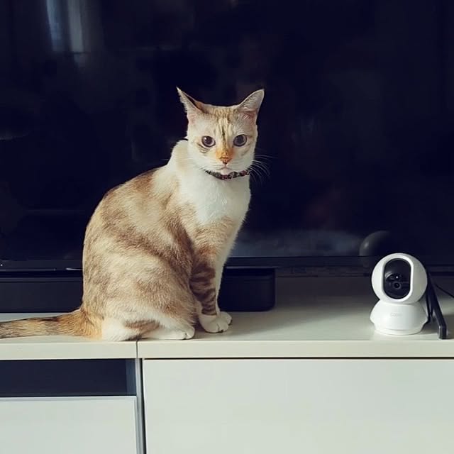 kohakuさんの実例写真