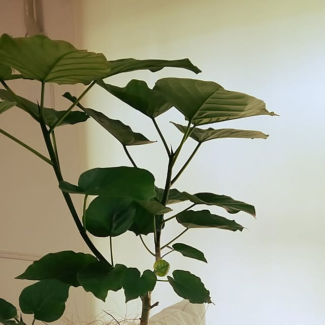 panchobiさんの実例写真