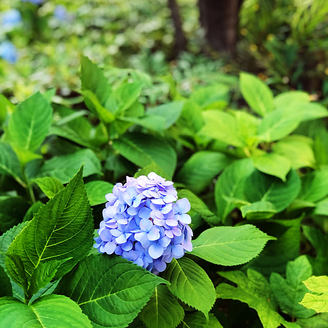yinghua0601さんの実例写真
