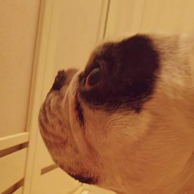 panchobiさんの実例写真