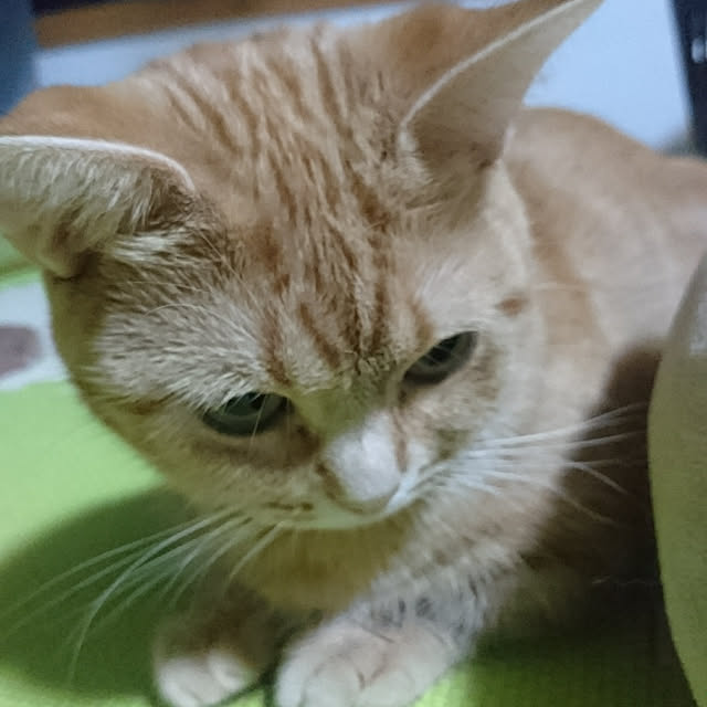 shinobuさんの実例写真