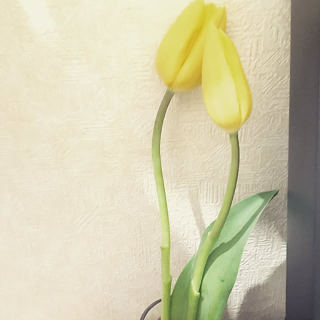 shioさんの実例写真