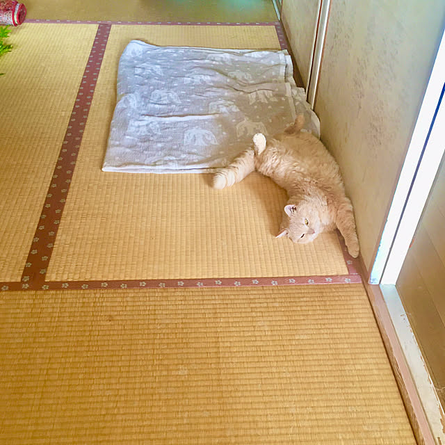 naokoさんの実例写真