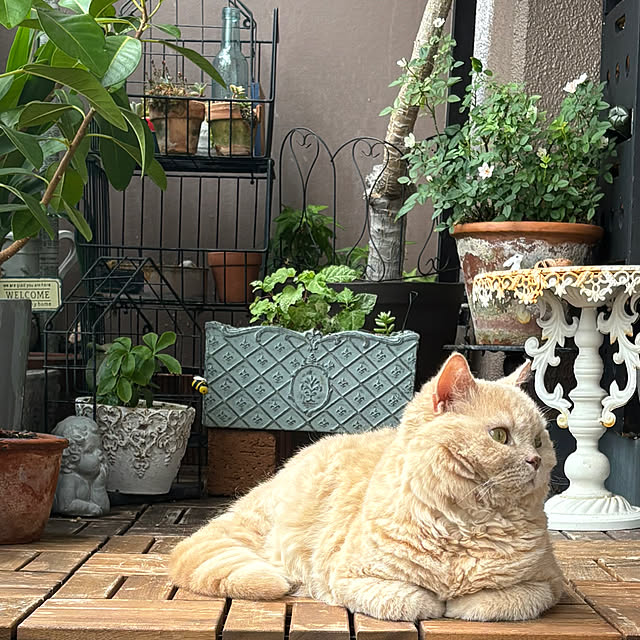 naokoさんの実例写真