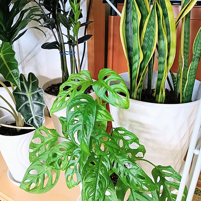 hanachanさんの実例写真