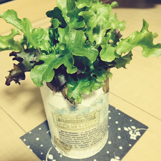 haruさんの実例写真