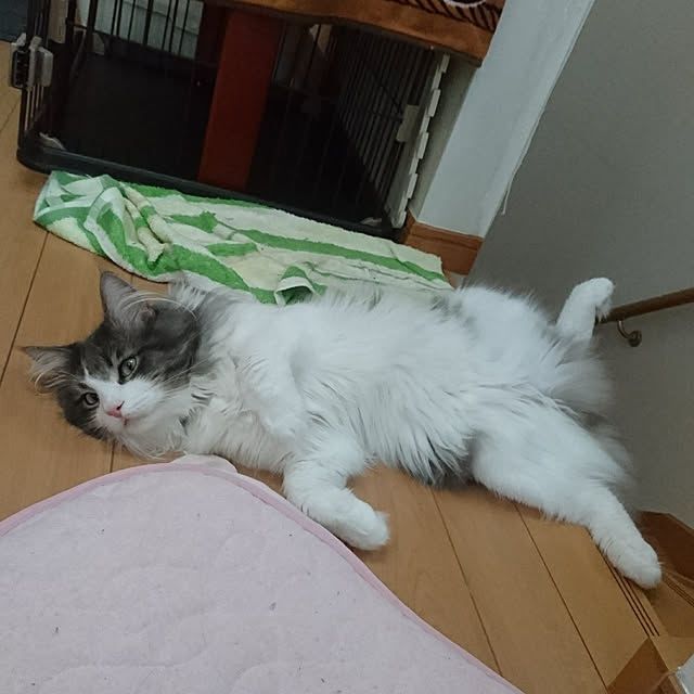 shinobuさんの実例写真