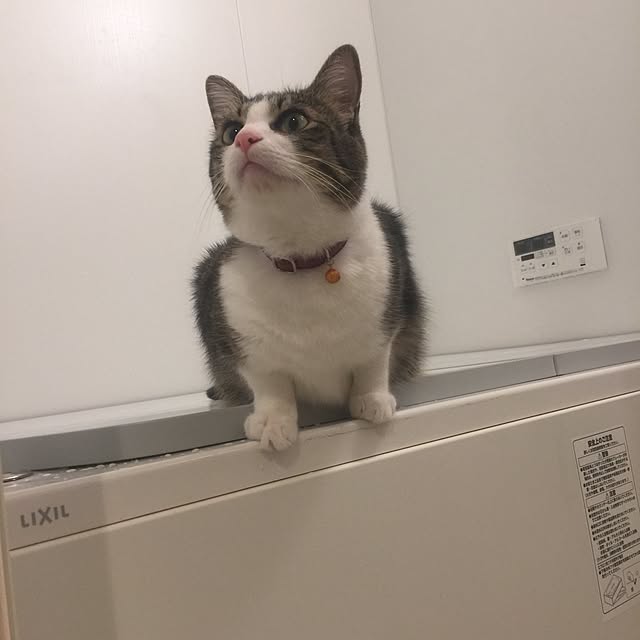 miruさんの実例写真