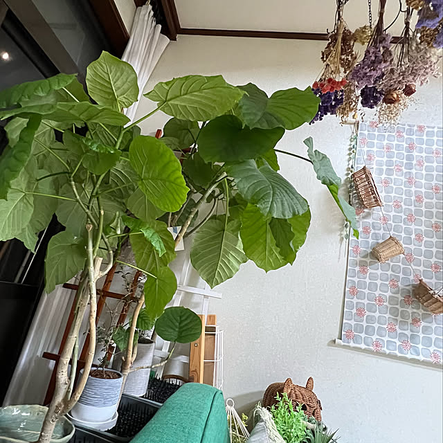 mohhaさんの実例写真