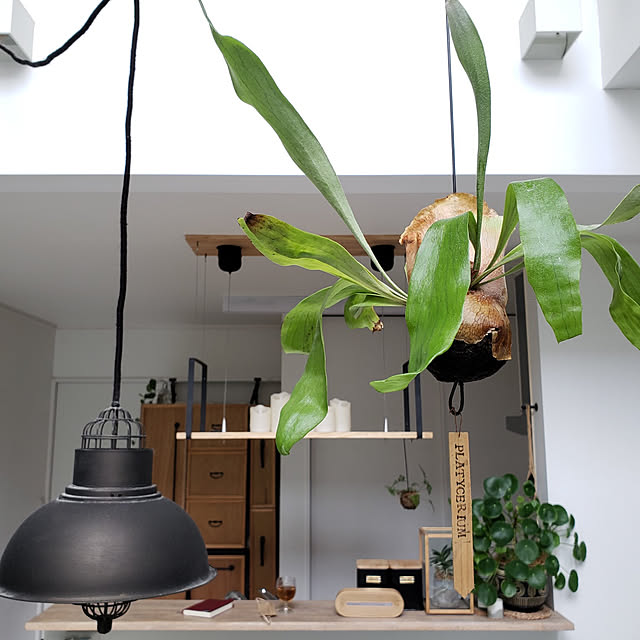 キッチン/ig→mimt38/ビカクシダ/観葉植物/DIYのインテリア実例 - 2021-06-13 19:42:51