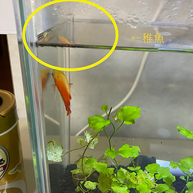 mimoza.さんの実例写真