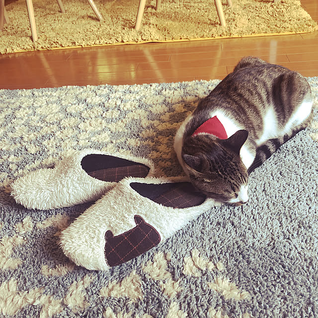 jijiさんの実例写真