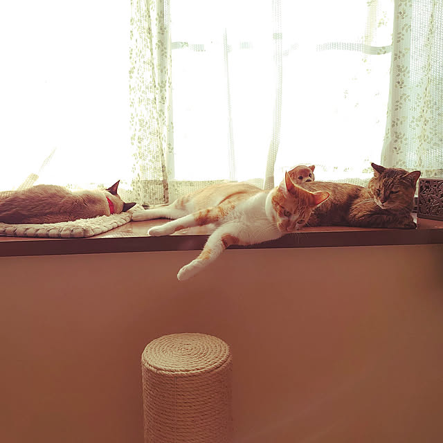 NegaPhoneさんの実例写真