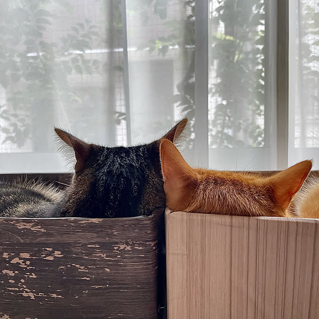 rijuさんの実例写真