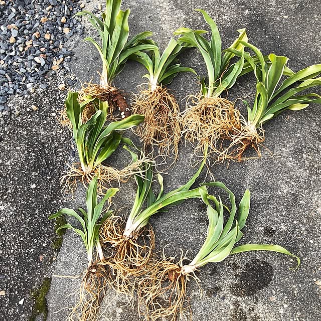 Rubiconさんの部屋