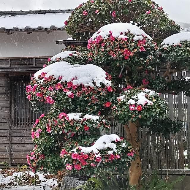kuririnmamaさんの部屋