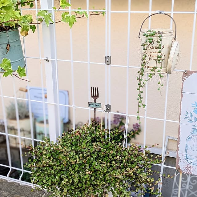 purpureさんの実例写真