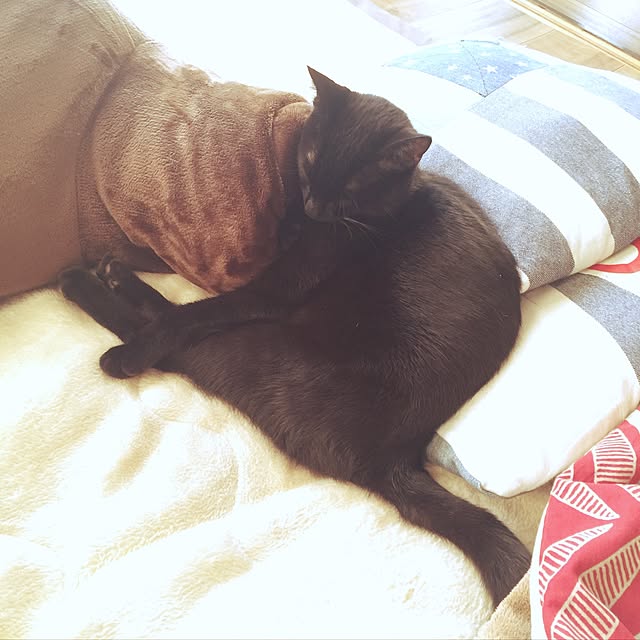 Beeさんの実例写真