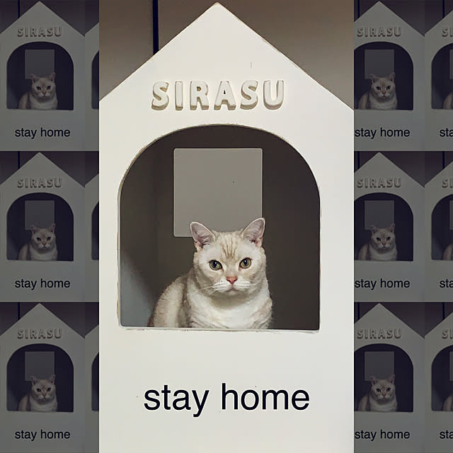 sirasu.nさんの実例写真